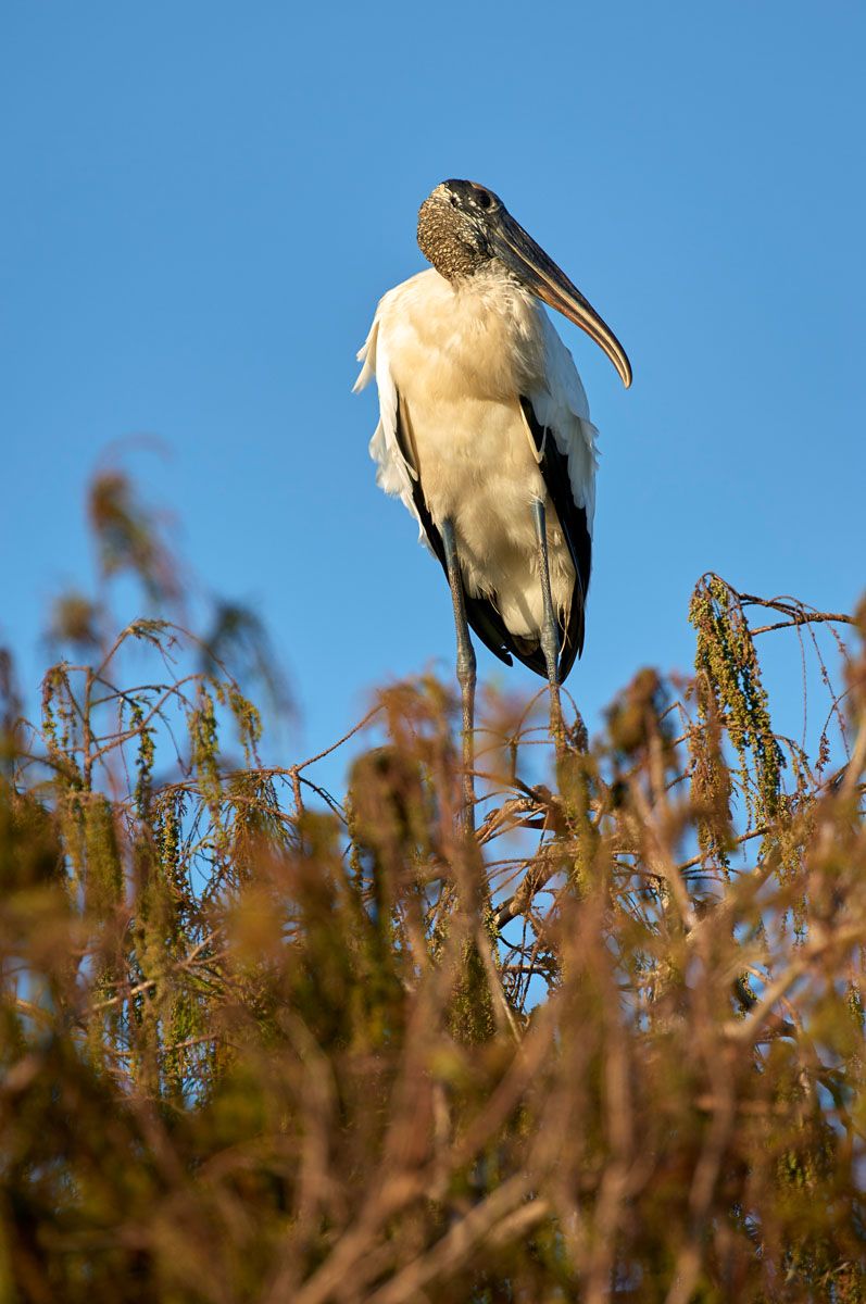 Wood Stork, (Mycteria americana) perched in tree, Arthur J Marshall National Wildlife Reserve - Loxahatchee, Florida, USA.