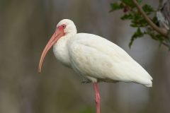 Arthur C Marshall Wildlife Reserve, Loxahatchee, Florida. White Ibis perched in tree Photo: Peter Llewellyn