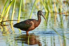 Glossy-ibis-in-swamp- Glossy-ibis-in-swamp-