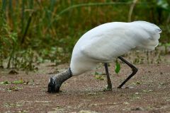 Wood-stork-