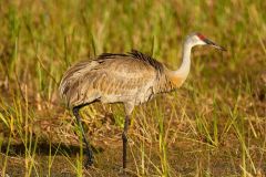 sandhill-crane-