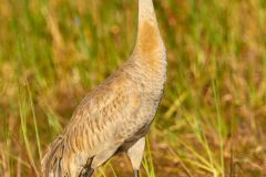sandhill-crane-