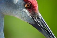sandhill-crane-portrait-