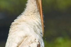 Wood Stork, (Mycteria americana), Green Cay Nature Area, De Photo: Peter Llewellyn