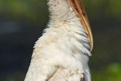 Wood Stork, (Mycteria americana), Green Cay Nature Area, De Photo: Peter Llewellyn