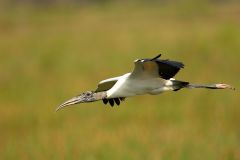 Wood-stork-in-flight-