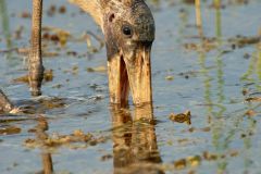 Wood-stork-searching-for-food-
