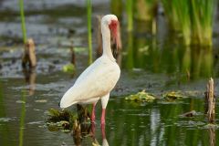 White-ibis-