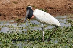 Jabiru Stork (Jabiru mycteria), Arraras Lodge, Pantanal, Mato Grosso, Brazil