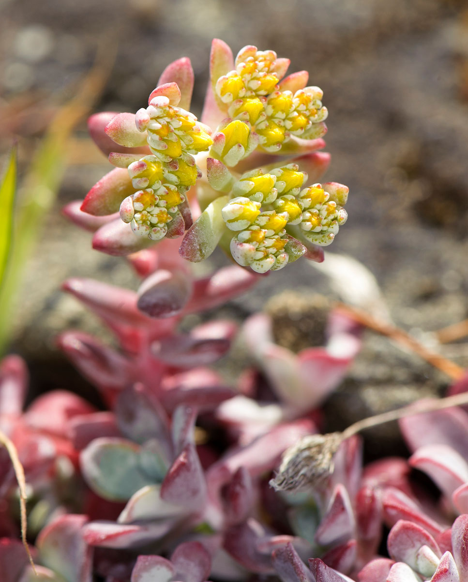 Broadleaf Stonecrop - Cape Blanco (sedum spathulifolium),Drumbeg Provincial Park, Gabriola , British Columbia, Canada