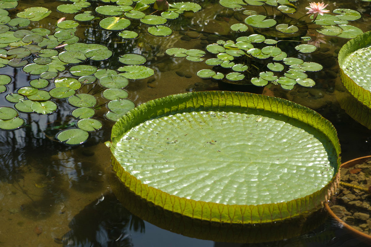 Giant Water (Victoria amazonia) Lily in gardens, Hong Kong, Hong Kong, August 2008 Photo: Peter Llewellyn