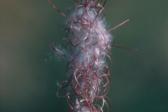 Common Fireweed (Epilobium angustifolium L.)