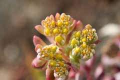 Broadleaf Stonecrop - Cape Blanco (sedum spathulifolium),Drumbeg Provincial Park, Gabriola , British Columbia, Canada