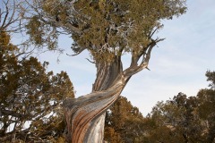 Bristlecone-pine-