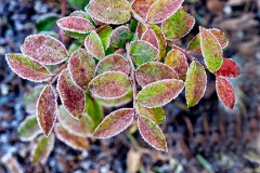 Frost on leaves, British Columbia, Canada
