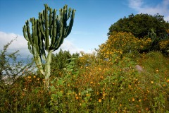 Wild orange daisies and cactus growing in the hills above San Juan Cosala, Jalisco, Mexico