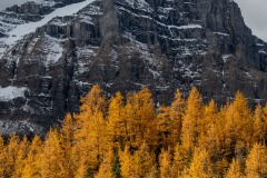 Larch trees (Larix decidua) with Haddo Peak behind, Saddle Mountain Trail, Banff National Park, Alberta, Canada,