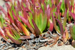 Iceplant (Carpobrotus chilensis) succulents growing on sand above tideline, Point Reyes National Seashore, California, USA