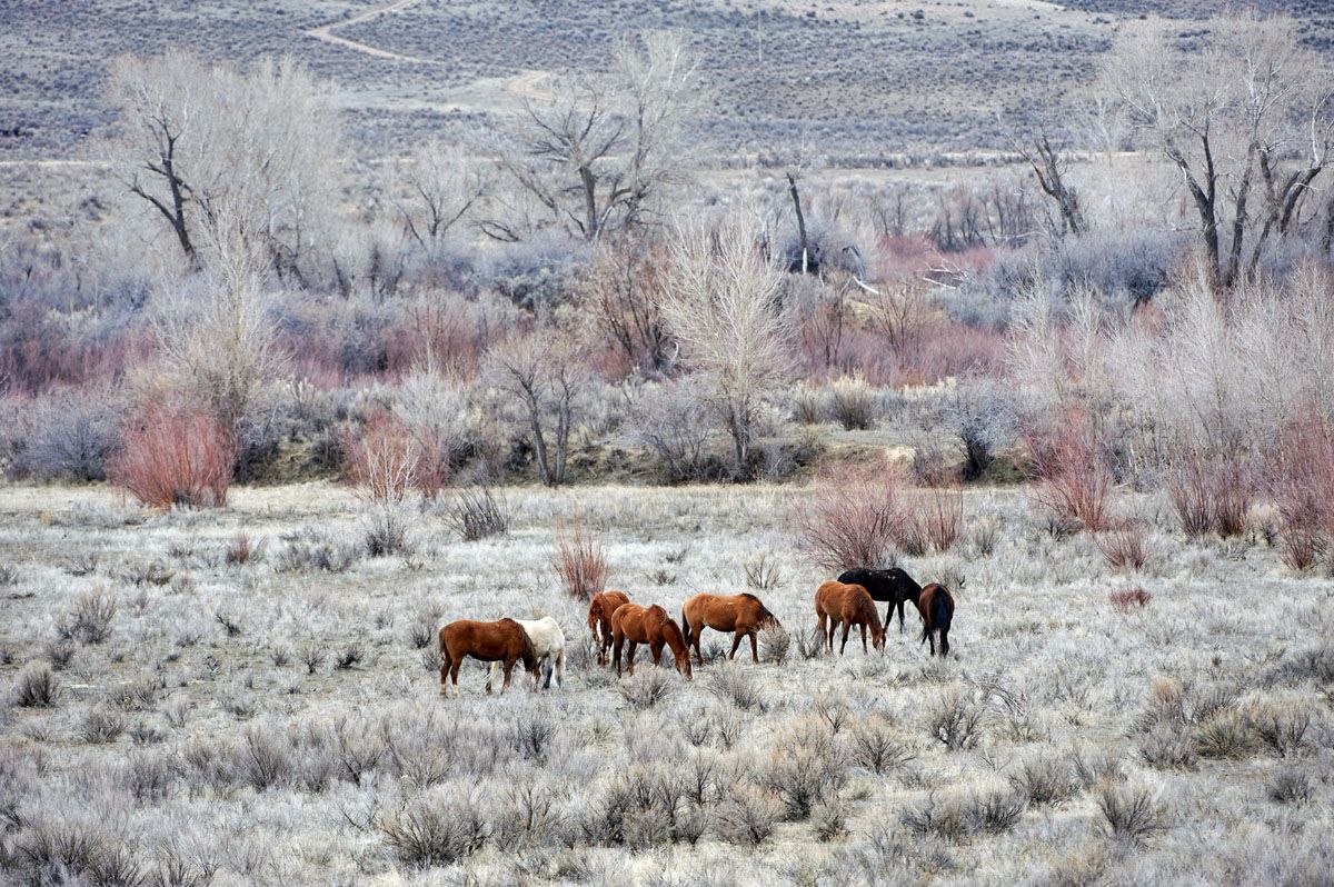 Mustang (Equus caballus), Sand Wash Basin, Colorado, USA Photo: Peter Llewellyn