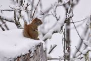 Red Squirrel (Tamiasciurus hudsonicus) in snow, Cherry Hill, Nova Scotia, Canada,
