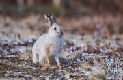 Snowshoe Hare (Lepus americanus) showning beginning of change from winter to summer coat, Cherry Hill, Nova Scotia, Canada,