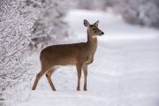 White-tailed deer (Odocoileus virginianus) crosses a trail in snow, Calgary, The Weaselhead, Alberta, Canada
