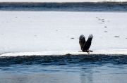 Bald eagle (Haliaeetus leucocephalus) flying above an an ice flow in Bow River, Calgary, Carburn Park, Alberta, Canada