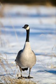 Canada goose (Branta canadensis) walking on a frozen lake, Calgary, Inglewood Bird Sanctuary, Alberta, Canada