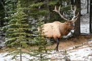 Bull Elk (Wapiti), (Cervus canadensis) Minnewanka loop, Banff National Park, Alberta, Canada