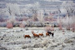 Mustang (Equus caballus), Sand Wash Basin, Colorado, USA Photo: Peter Llewellyn