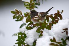 Dark-eyed Junco (Junco hyemalis) perched in snow, Gabriola, BC, Canada