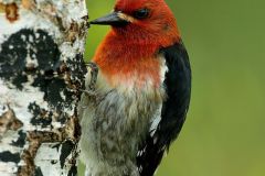 Red-breasted Sapsucker (Sphyrapicus ruber) drilling taps on a birch tree, Courtenay, Vancouver Island, Canada