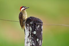Green-barred Woodpecker (Colaptes melanochloros), Araras Ecolodge, Mato Grosso, Brazil
