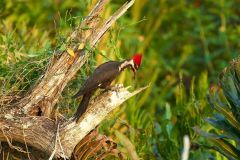 Pileated-woodpecker-