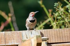 Northern Flicker (Colaptes auratus) perched on fence, Gabriola, British Columbia, Canada