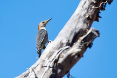 Golden-fronted Woodpecker (Melanerpes aurifrons) perched in a dead tree, Jocotopec, Jalisco, Mexico