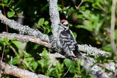 Juvenile Hairy woodpecker (picoides villosus) Broad Cove, Nova Scotia, Canada,
