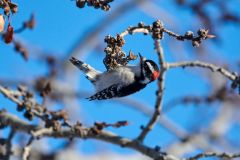 Downy woodpecker (Picoides pubescens) foraging in a tree, Calgary, Carburn Park, Alberta, Canada