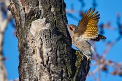 Northern flicker (Colaptes auratus), yellow-shafted, foraging in a tree, Calgary, Carburn Park, Alberta, Canada