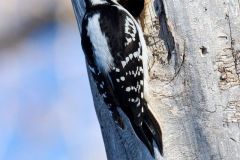 Hairy woodpecker (Picoides villosus), Calgary, Carburn Park, Alberta, Canada