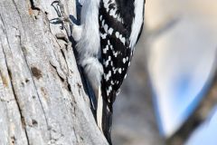 Hairy woodpecker (Picoides villosus), Calgary, Carburn Park, Alberta, Canada