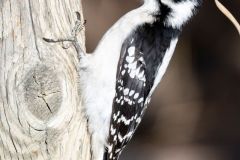 Downy woodpecker (Picoides pubescens) on a fence post Calgary, The Weaselhead, Alberta, Canada