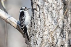 Female Downy woodpecker (Picoides pubescens), Princess Island Park, Calgary, Alberta, Canada Female Downy woodpecker (Picoides pubescens), Princess Island Park, Calgary, Alberta, Canada