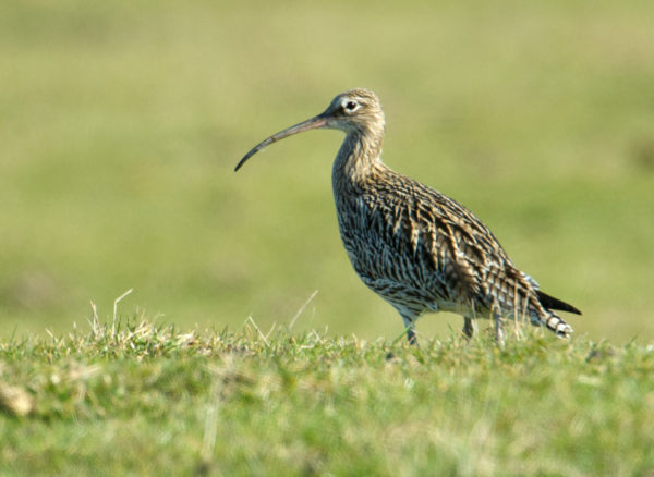 Curlew (Numenius arquata), Elmley Marshes RSPB Reserve, England, : Photo by Peter Llewellyn