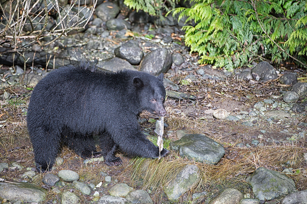Black Bear (Ursus americanus) in salmon stream during salmon run,, Thornton Fish Hatchery, Ucluelet , British Columbia, Canada