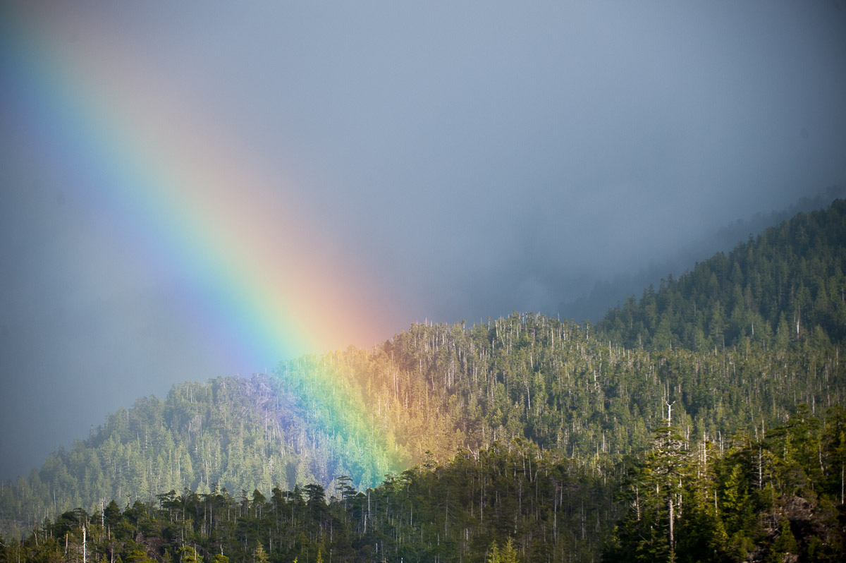 Rainbow over forest during sudden storm, Nr. Port Alberni , British Columbia, Canada