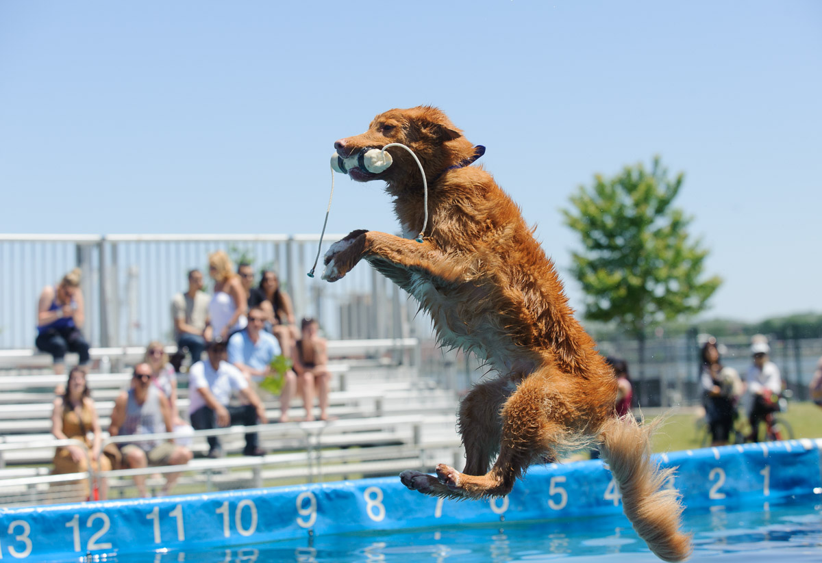 Dock dogs dog high jump competition at Sugar Beach, Toronto, Ontario. Part of the Harbourside Festival.