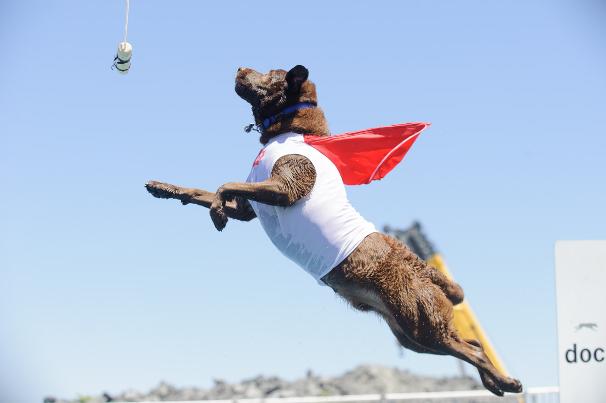 June 22, 2014; Dock dogs dog high jump competition at Sugar Beach, Toronto, Ontario. Part of the Harbourside Festival. Photo Peter Llewellyn