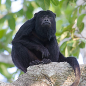 Black Howler Monkey (Alouatta caraya) male, The Pantanal, Mato Grosso, Brazil