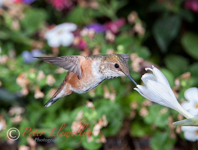 Attila the ‘Hum’ – how to photograph hummingbirds